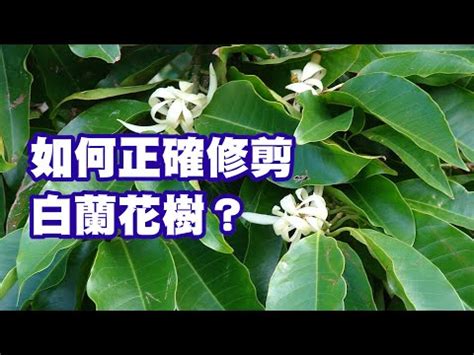 玉蘭花招蛇